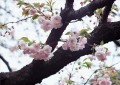 Fleurs de cerisier Peinture de Photos à Art